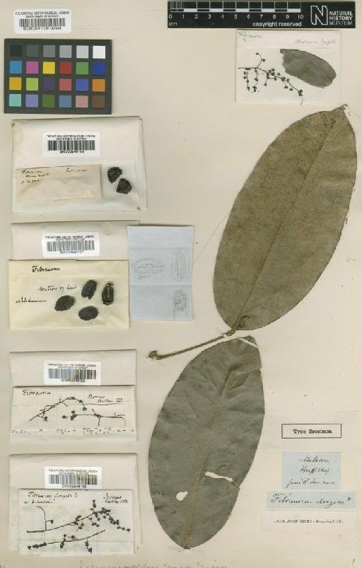 Fibraurea chloroleuca Miers - BM000946109