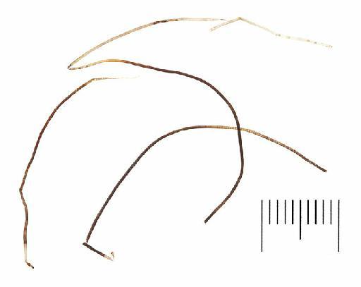 Oligobrachia gracilis E.C. Southward, 1978 - 101427