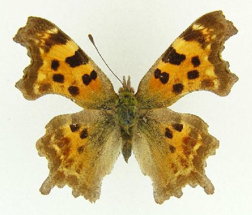 Polygonia inica Evans - Polygonia egea inica type