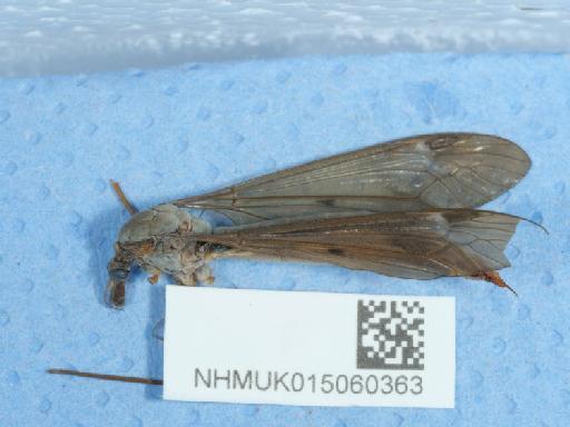 Tipula fulvipennis Walker, 1848 - 015060363_8