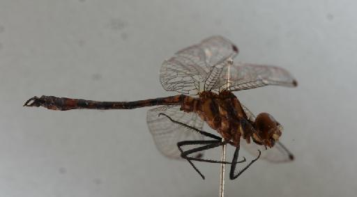 Notiothemis robertsi Fraser, 1944 - 011248570_Notiothemis_robertsi_LT_lateral