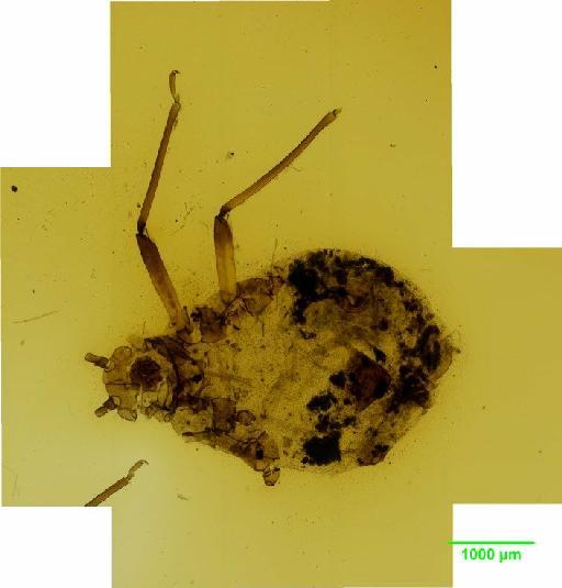 Tuberolachnus salignus Gmelin, J.F., 1790 - 010122164__2015_10_13_s2