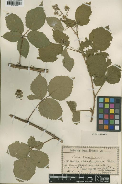 Rubus series Rhamnifolii saxonicus H.L.Hofm. - BM001041678