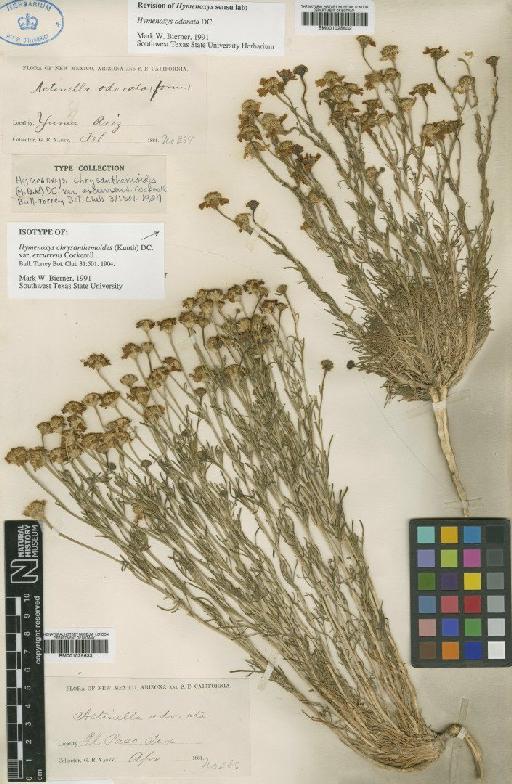 Hymenoxys odorata DC. - BM001025632