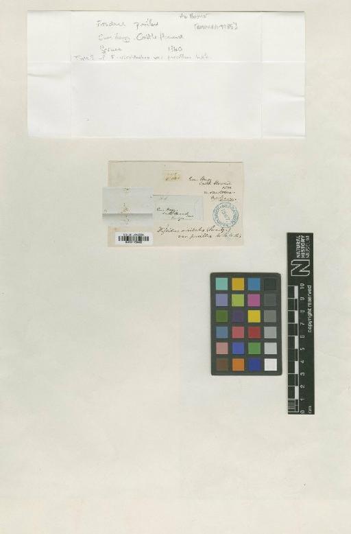 Fissidens pusillus (Wilson) Milde - BM001109985