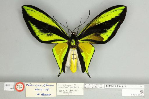 Ornithoptera paradisea borchi Haugum & Low, 1974 - 013605412__