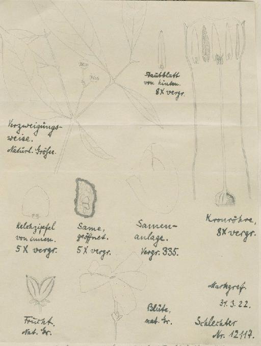 Callichilia orientalis Moore - BM000925720_a