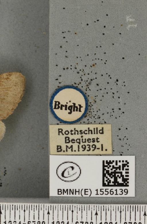 Dicallomera fascelina ab. unicolor Schultz, 1910 - BMNHE_1556139_label_255976