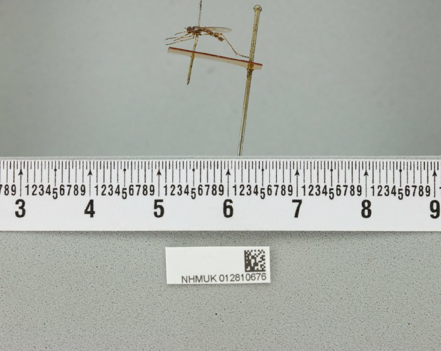 Leptogaster inutilis