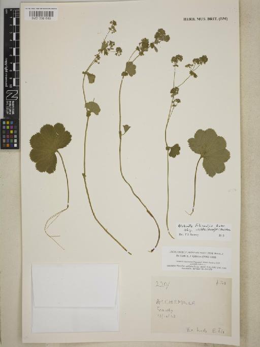 Alchemilla filicaulis subsp. vestita (Buser) M.E.Bradshaw - BM013391583