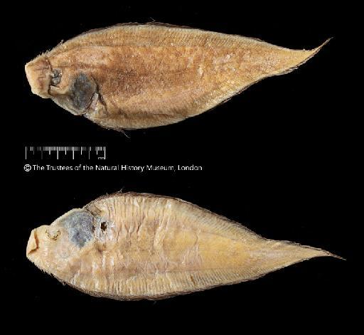 Cynoglossus acutirostris Norman, 1939 - BMNH 2016.5.1.1, HOLOTYPE, Cynoglossus acutirostris b