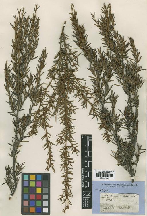 Grevillea australis R.Br. - BM000839544