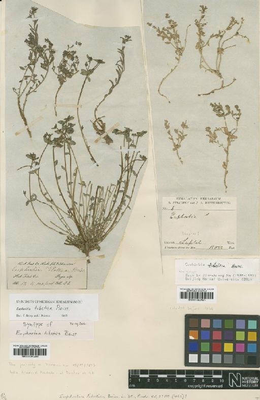 Euphorbia tibetica Boiss - BM001050490
