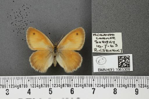 Coenonympha pamphilus ab. transformis Leeds, 1950 - BMNHE_1065309_26714