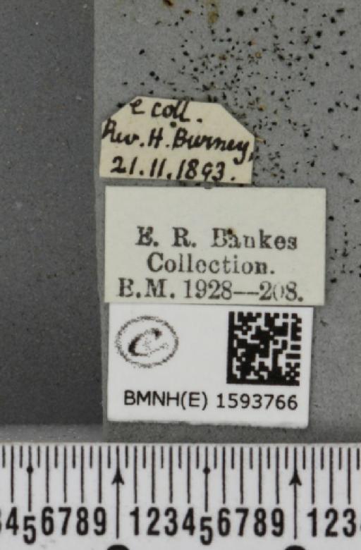 Idaea contiguaria britanniae ab. nigrescens Müller, 1936 - BMNHE_1593766_label_266443