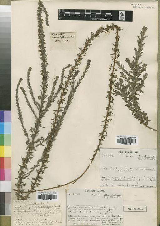 Nesaea lythroides - BM000902419