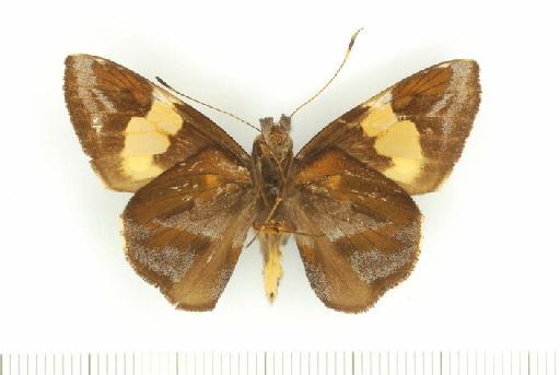 Lychnuchoides ozias ozina Evans, 1955 - Lychnuchoides_ozina_Evans_1955_HT_Male_BMNH(E)_#983774_ventral