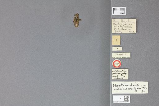 Hestimidius ochreosignatus Breuning, 1939 - 014663266_labels_dorsal