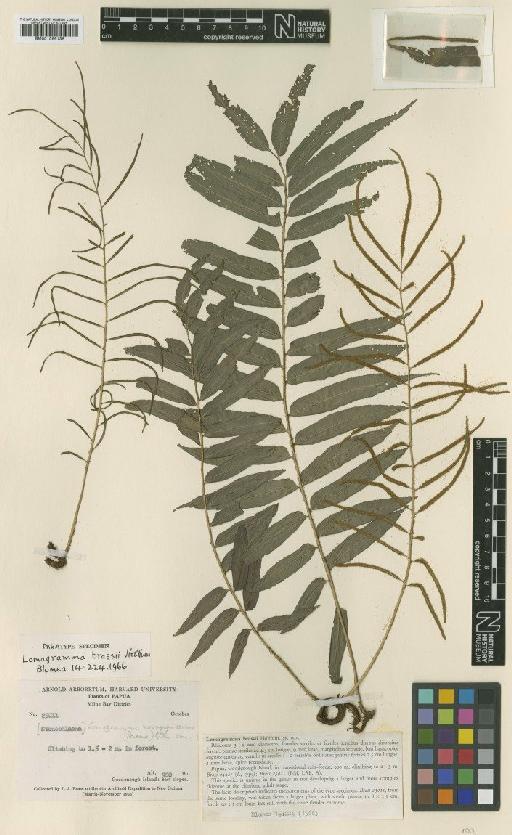 Lomagramma brassii Holttum - BM001066136