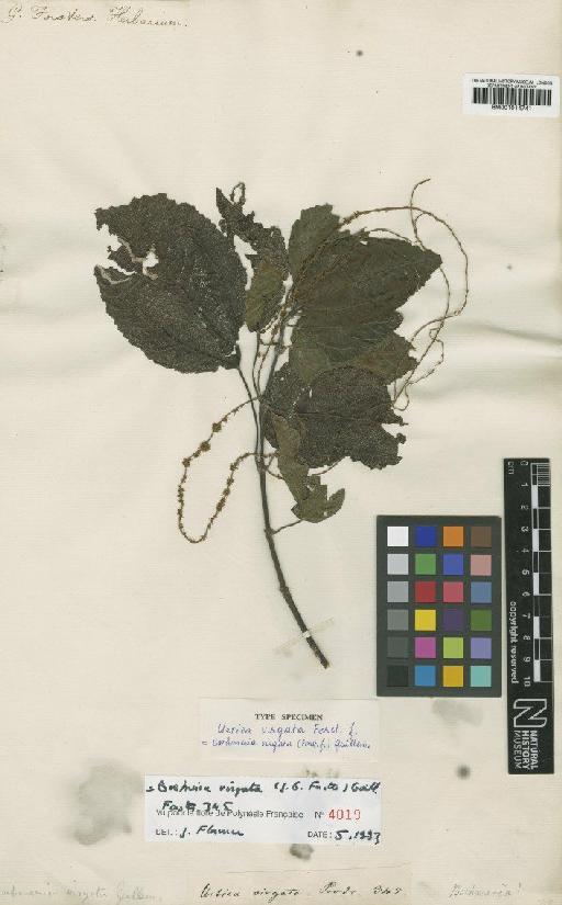 Urtica virgata G.Forst. - BM001014741