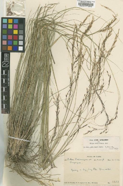 Stipa staintonii Bor - BM000589477