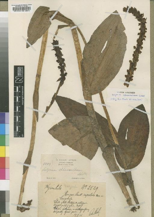 Satyrium sphaeranthum Schltr. - BM000046150