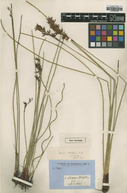 Schoenus brevifolius R.Br. - BM000991030