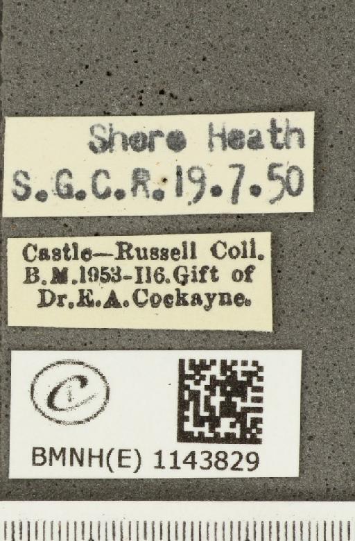 Lycaena phlaeas eleus ab. suffusa Tutt, 1896 - BMNHE_1143829_label_108350