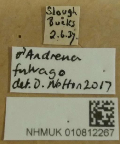 Andrena (Chrysandrena) fulvago (Christ, 1791) - Andrena_fulvago-NHMUK010812267-male-labels