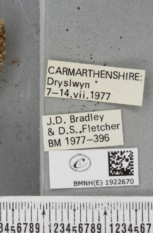 Alcis repandata repandata (Linnaeus, 1758) - BMNHE_1922670_label_477909