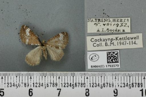 Perizoma alchemillata (Linnaeus, 1758) - BMNHE_1793570_370650