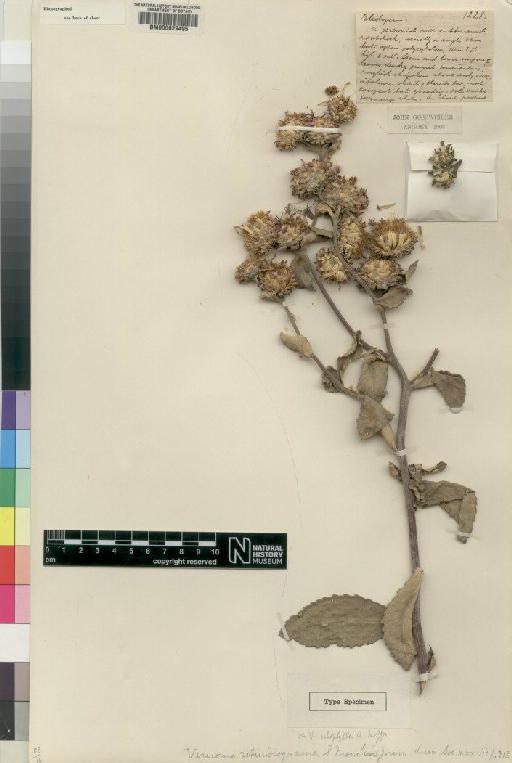 Vernonia ulophylla O.Hoffm. - BM000629495