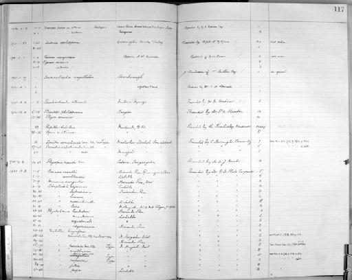 Gonaxis cavallii subterclass Tectipleura (Pollonera, 1906) - Zoology Accessions Register: Mollusca: 1925 - 1937: page 117
