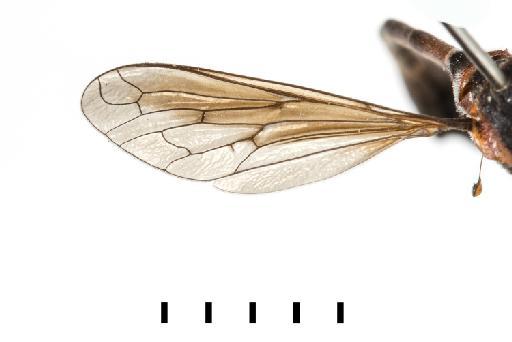 Systropus (Systropus) sanguineus Bezzi, 1921 - Systropus sanguineus - wing