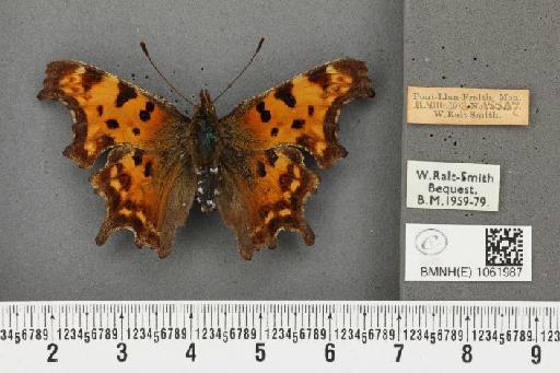 Polygonia c-album ab. dilutus Frohawk, 1938 - BMNHE_1061987_22777