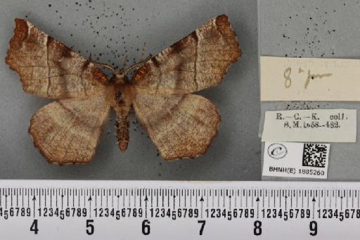 Selenia dentaria (Fabricius, 1775) - BMNHE_1885260_a_445135