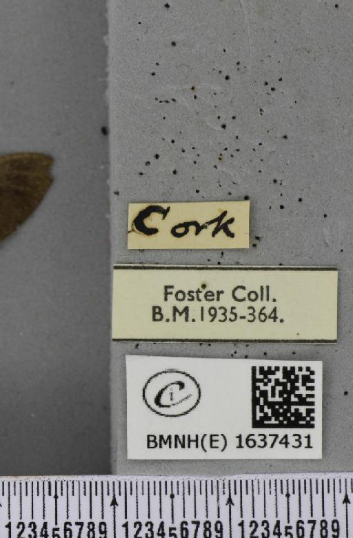 Macroglossum stellatarum (Linnaeus, 1758) - BMNHE_1637431_label_206124