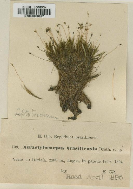 Atractylocarpus brasiliensis (Müll.Hal.) R.S.Williams - BM000866677 (2)