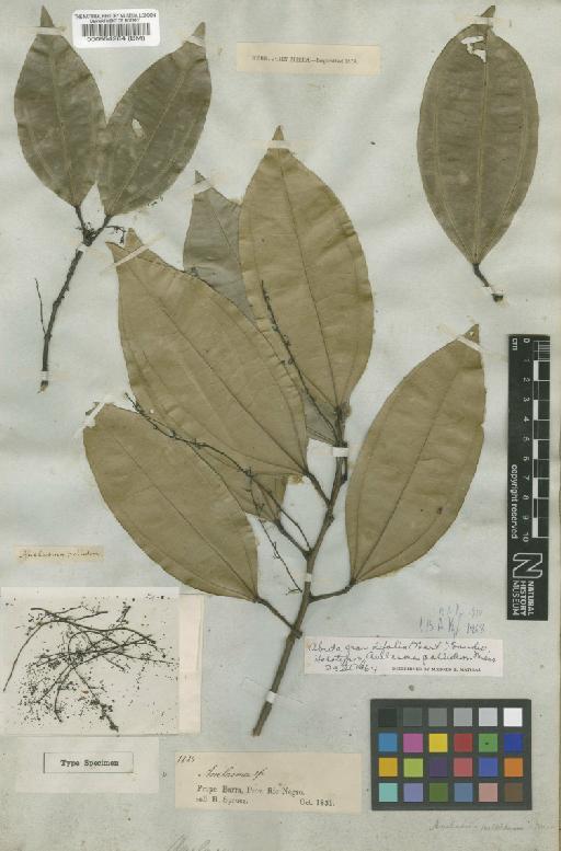Abuta grandifolia (Mart.) Sandwith - BM000554284