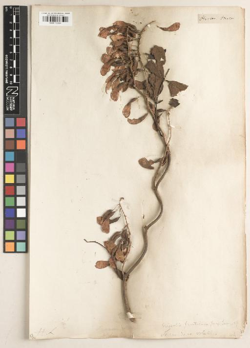 Nissolia fruticosa Jacq. - BM001135894