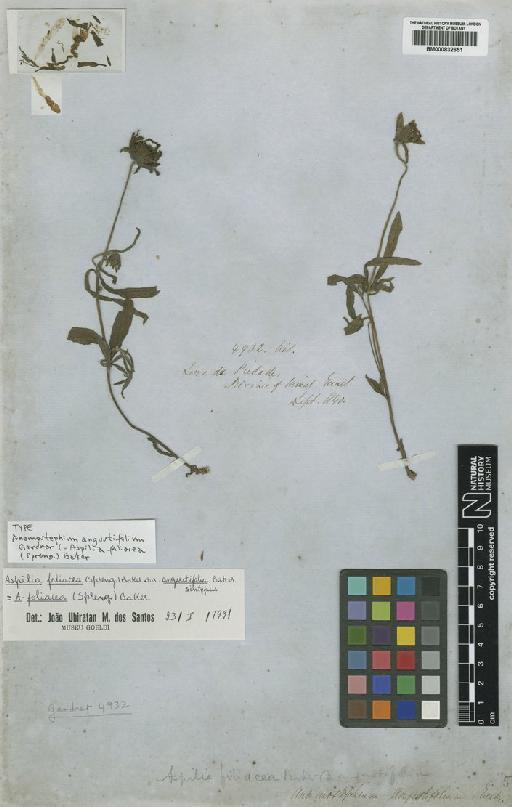Aspilia foliacea (Spreng.) Baker - BM000832651