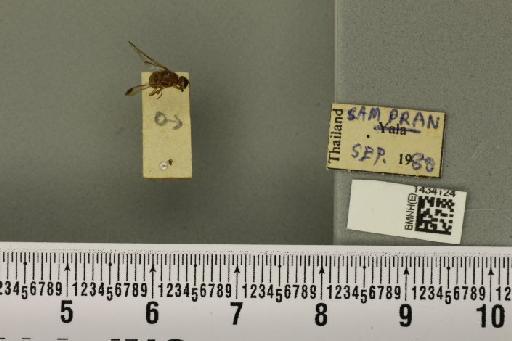 Bactrocera (Asiadacus) apicalis (De Meijere, 1911) - BMNHE_1434124_a_28353