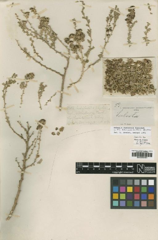 Salsola rubescens Franch. - BM000950601