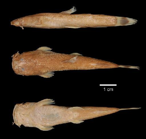 Amphilius maesii Boulenger, 1919 - 1919.8.28.14-16c; Amphilius maesii; type; ACSI Project image