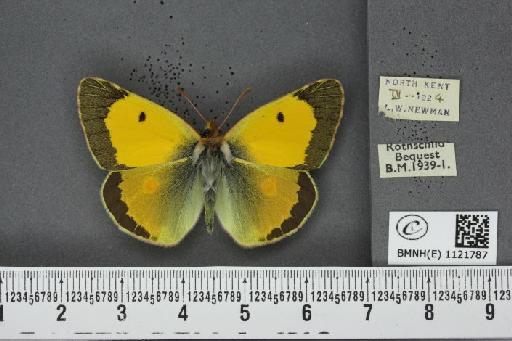 Colias croceus ab. purpurascens Cockerell, 1889 - BMNHE_1121787_83342