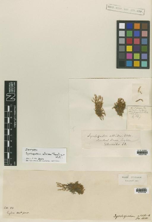 Syrrhopodon albidus Thwaites & Mitt. in Mitt. - BM000676788_a