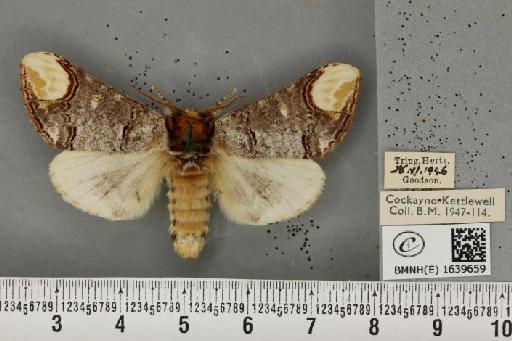 Phalera bucephala bucephala (Linnaeus, 1758) - BMNHE_1639659_208813