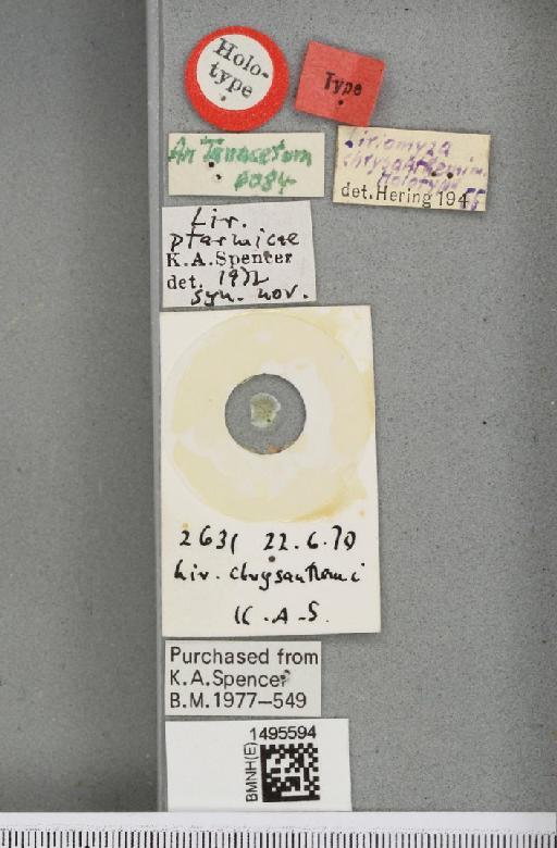 Liriomyza chrysanthemi Hering, 1956 - BMNHE_1495594_a_label_50883