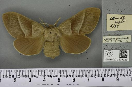 Macrothylacia rubi ab. grisea Tutt, 1902 - BMNHE_1529021_196489