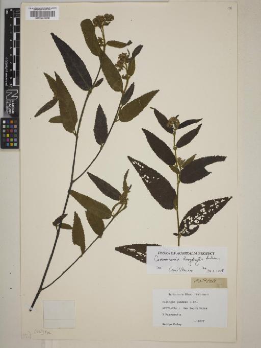 Commersonia dasyphylla Andrews - BM000820150